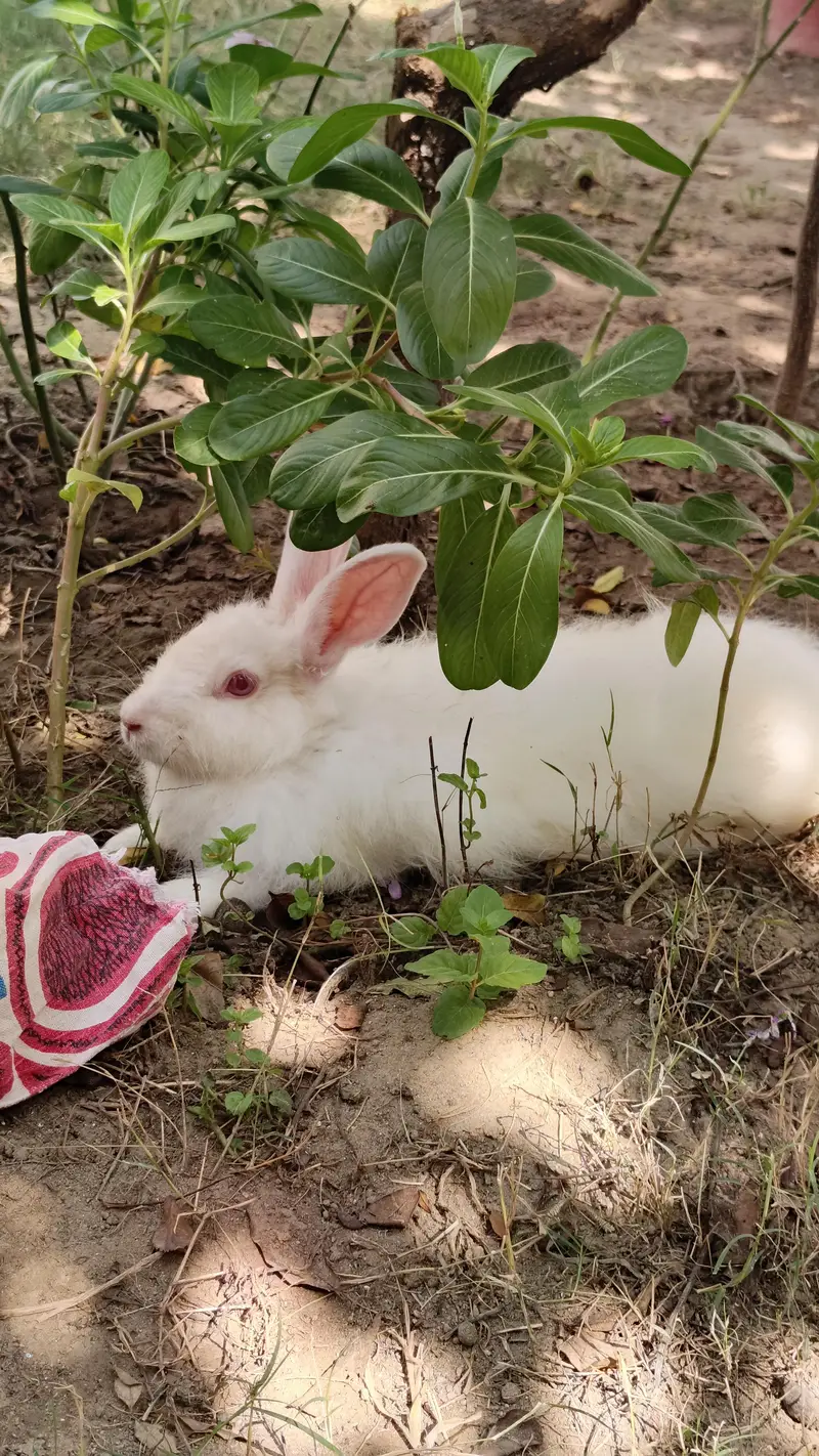 Angora rabbit — photo 4