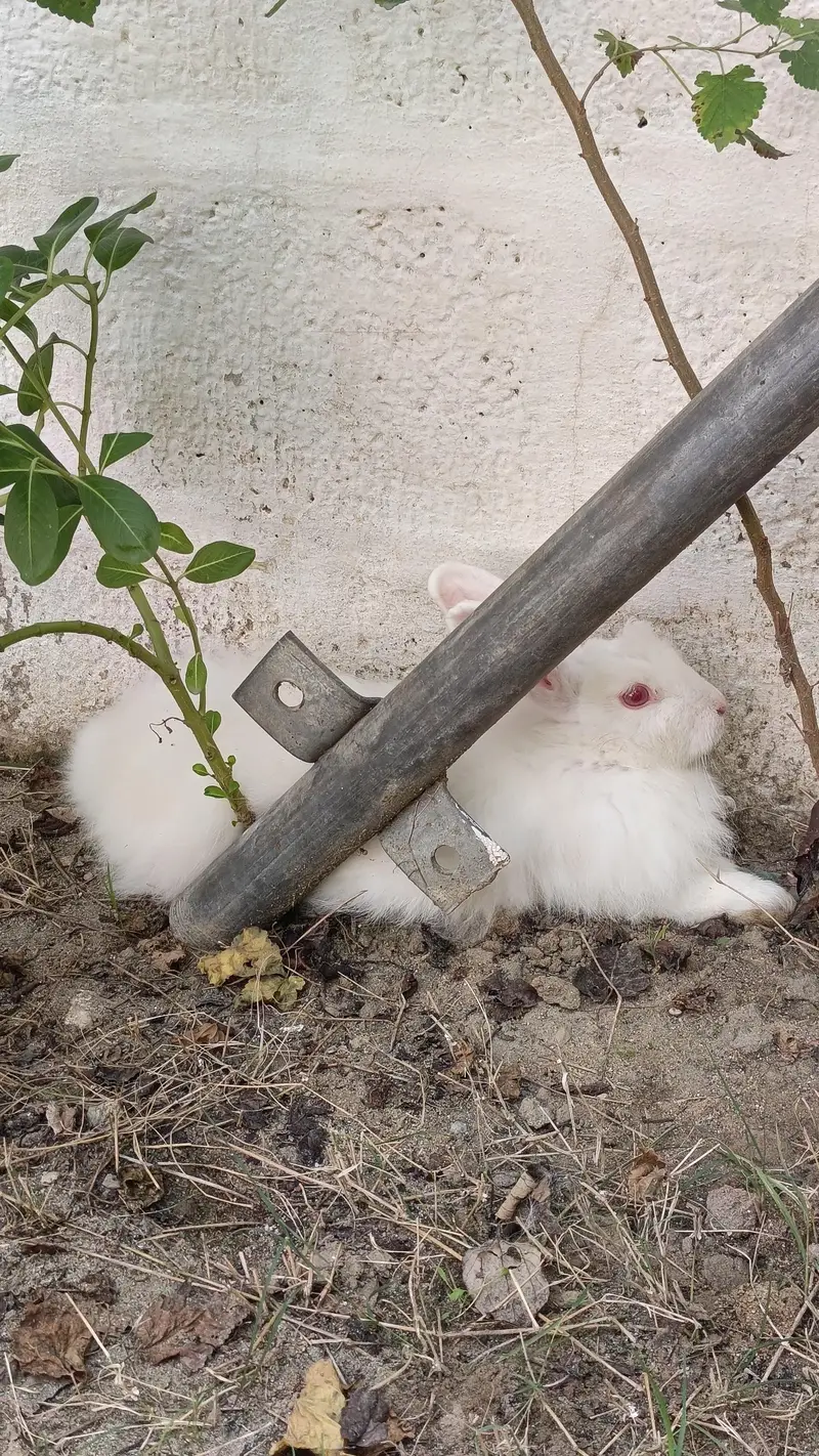 Angora rabbit — photo 5