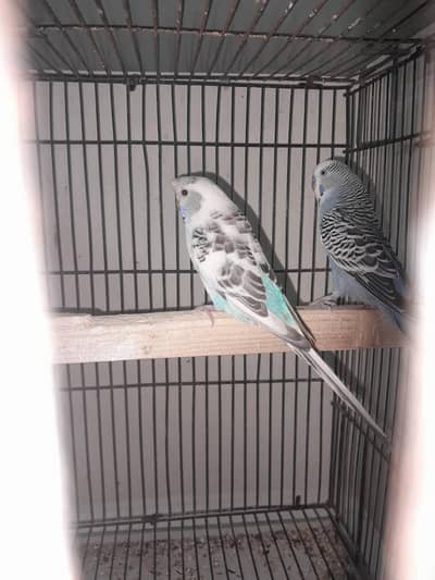 beautiful pair king size