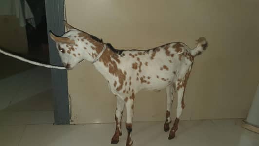 barbri shreef baqra