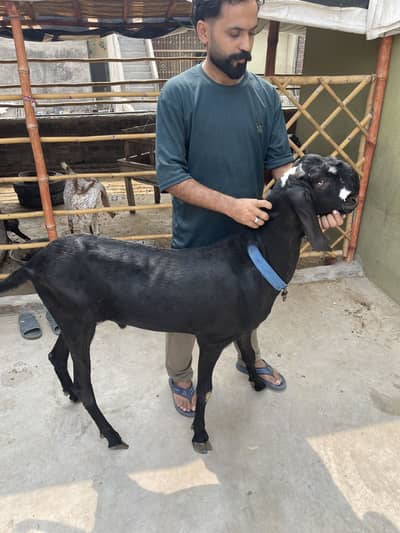 Black beetal bakra