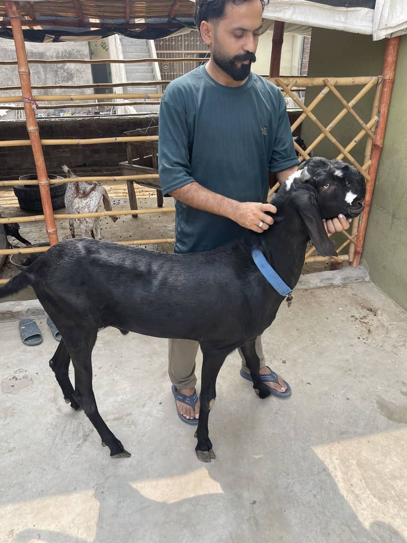 Black beetal bakra 0