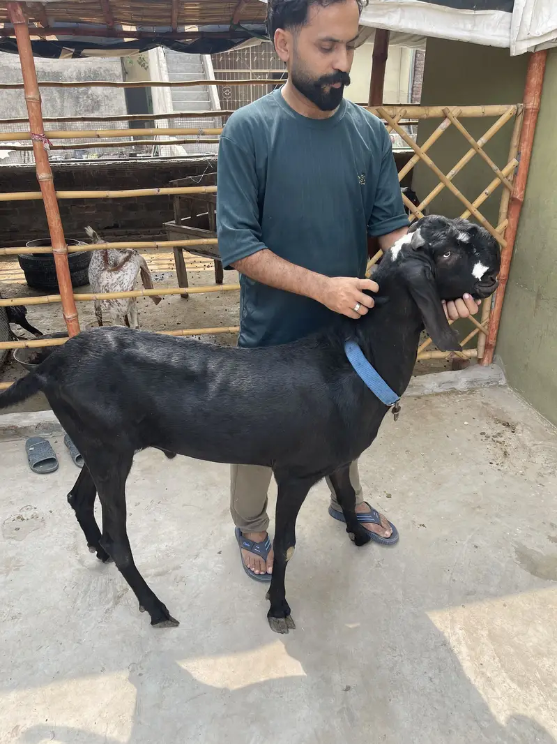 Black beetal bakra