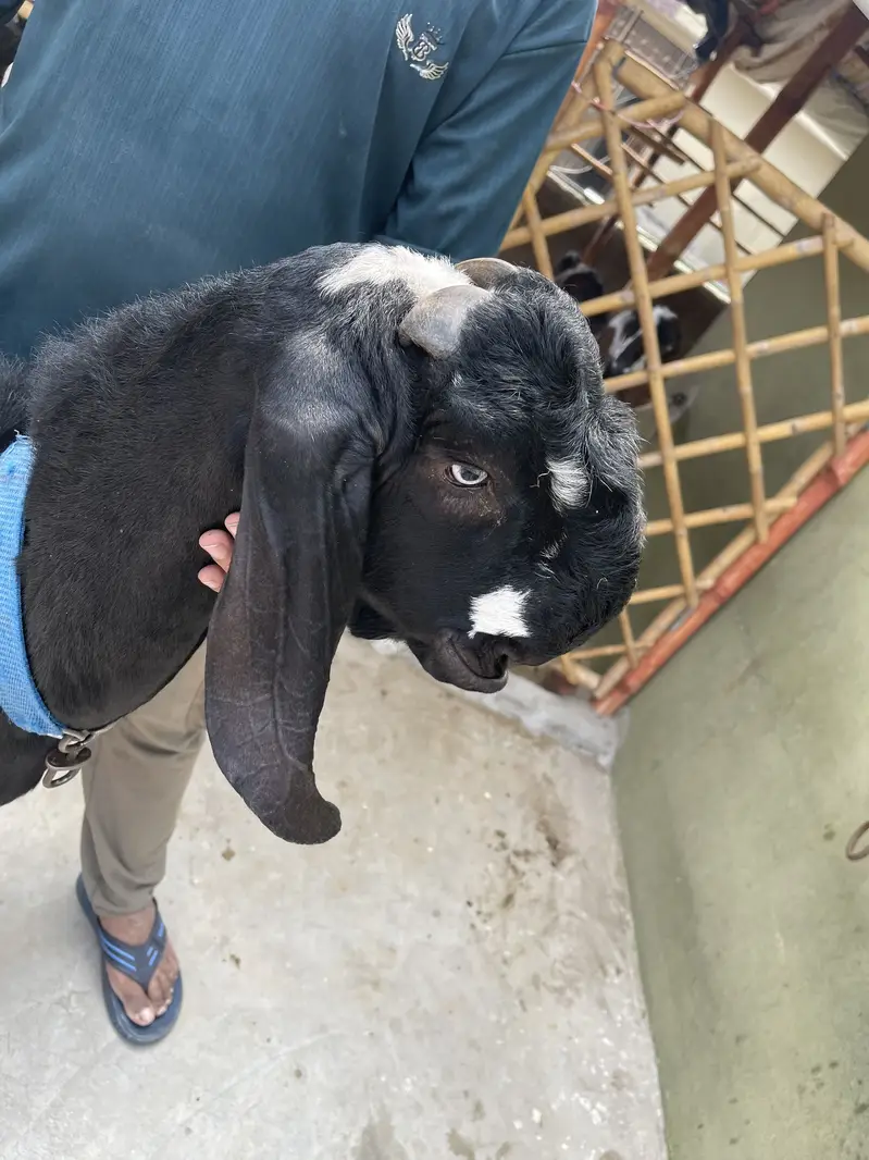 Black beetal bakra — photo 2