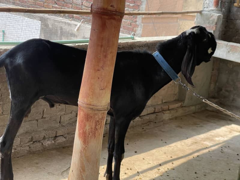 Black beetal bakra 2