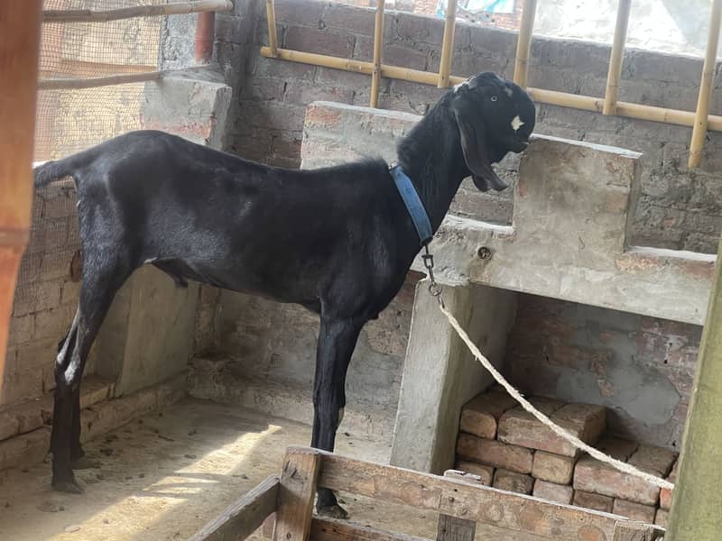 Black beetal bakra 3