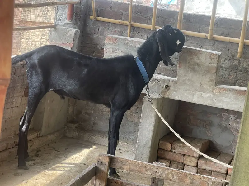 Black beetal bakra — photo 4