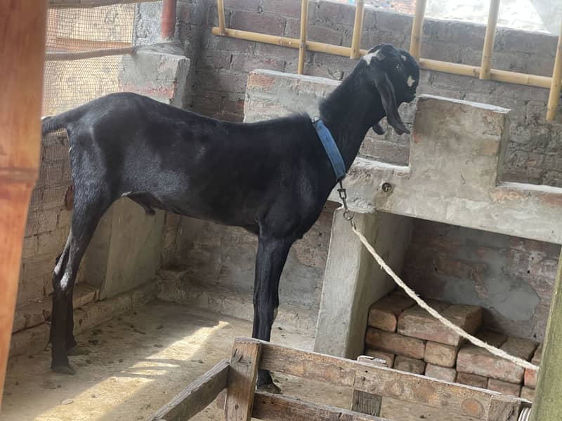 Black beetal bakra 4