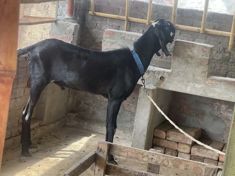 Black beetal bakra — photo 5