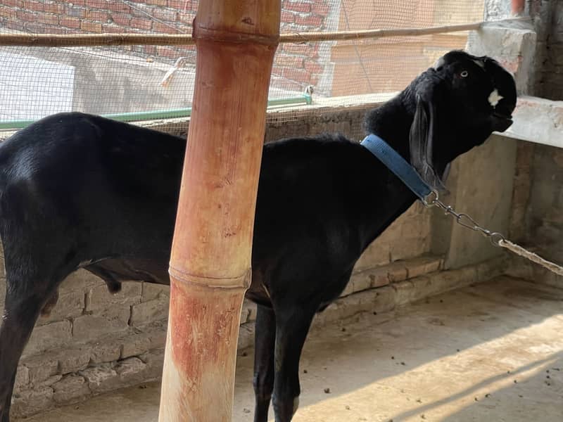 Black beetal bakra 5