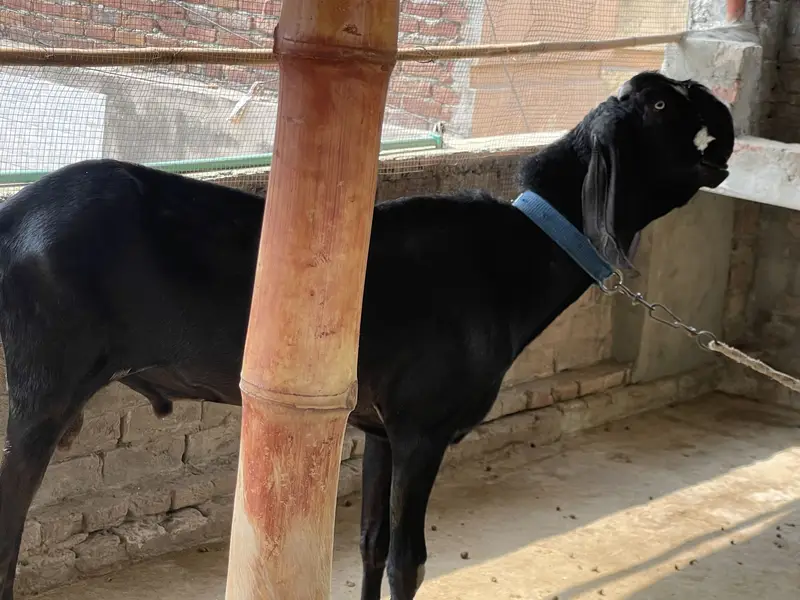 Black beetal bakra — photo 6