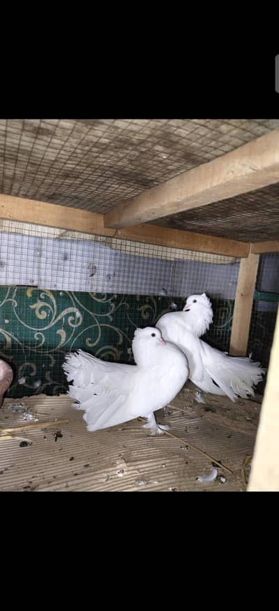 Pigeon And Cage For Sale