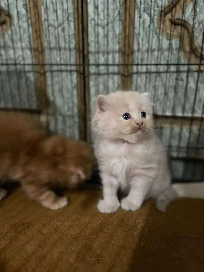 Persian kittens for sale