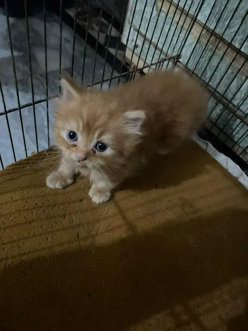 Persian kittens for sale — photo 2