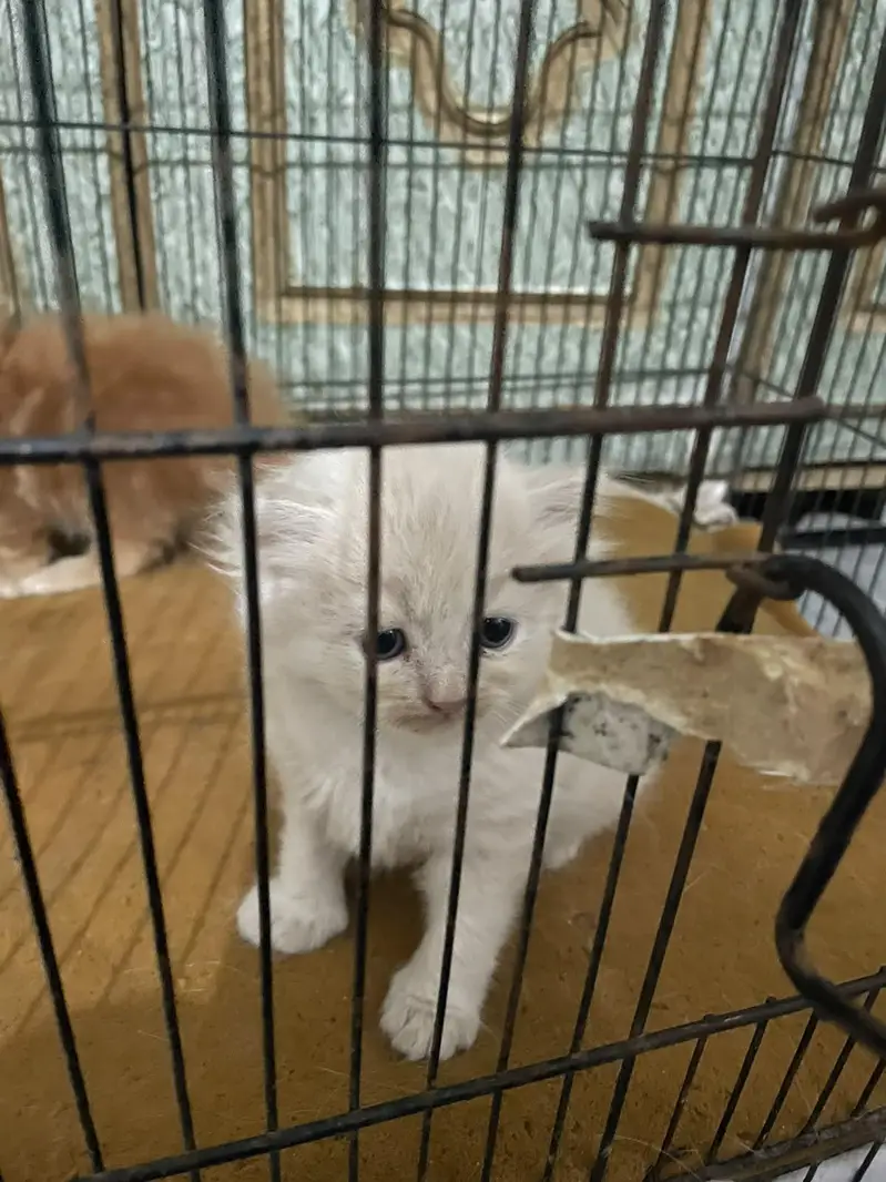 Persian kittens for sale — photo 3