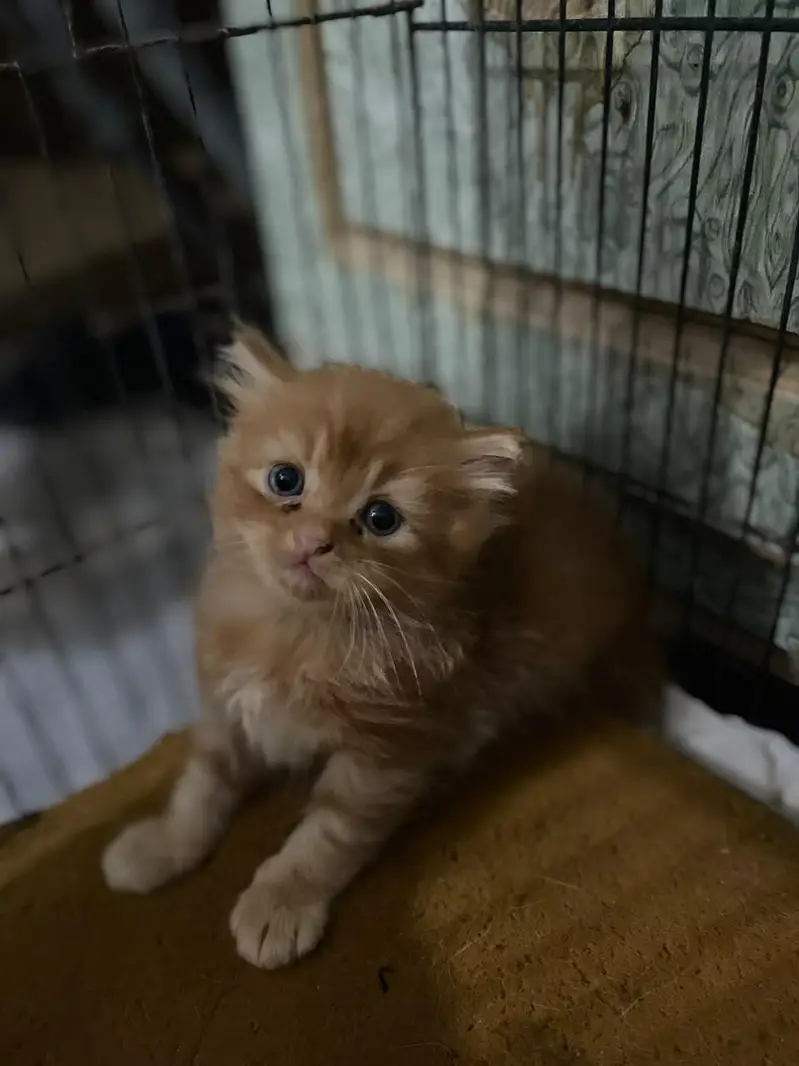 Persian kittens for sale — photo 4