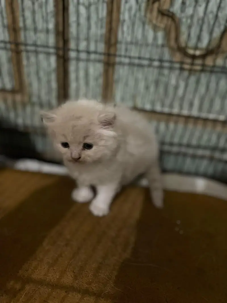 Persian kittens for sale — photo 5