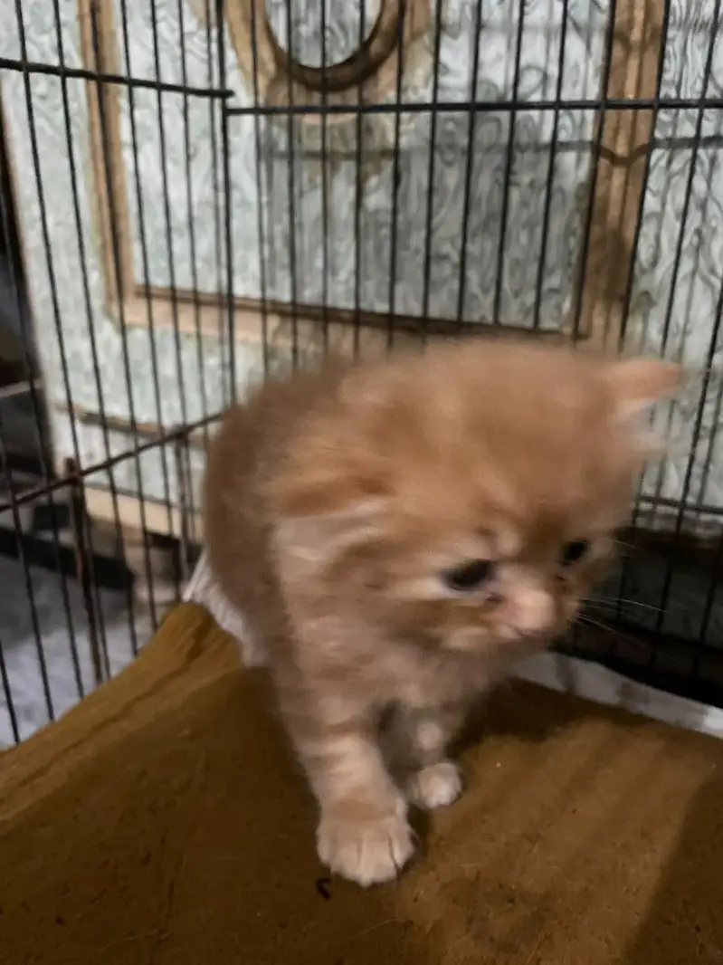 Persian kittens for sale — photo 6