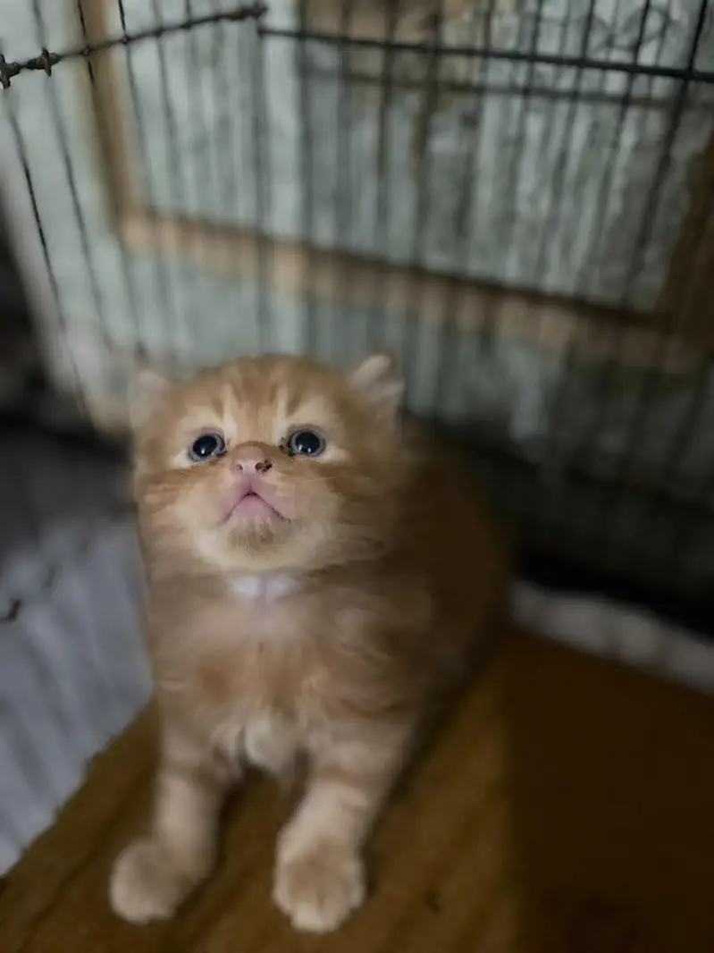 Persian kittens for sale — photo 7