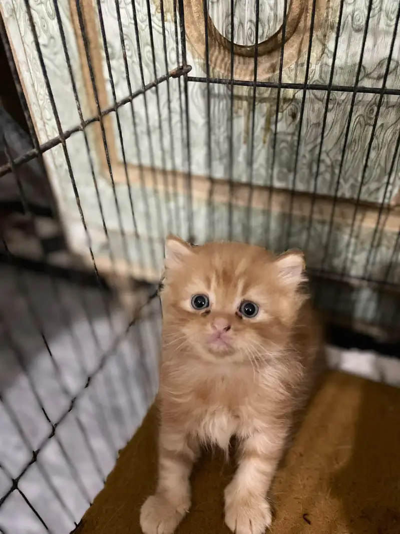 Persian kittens for sale — photo 8