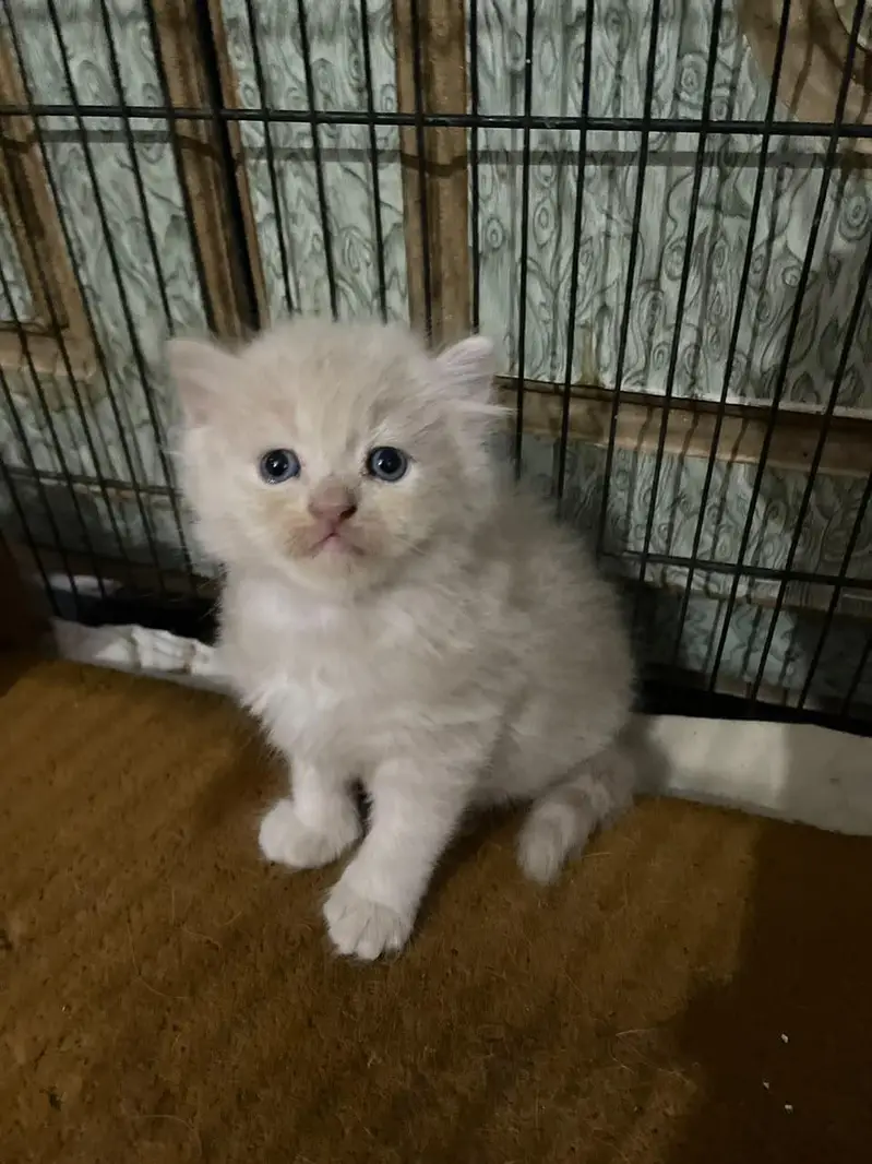 Persian kittens for sale — photo 9