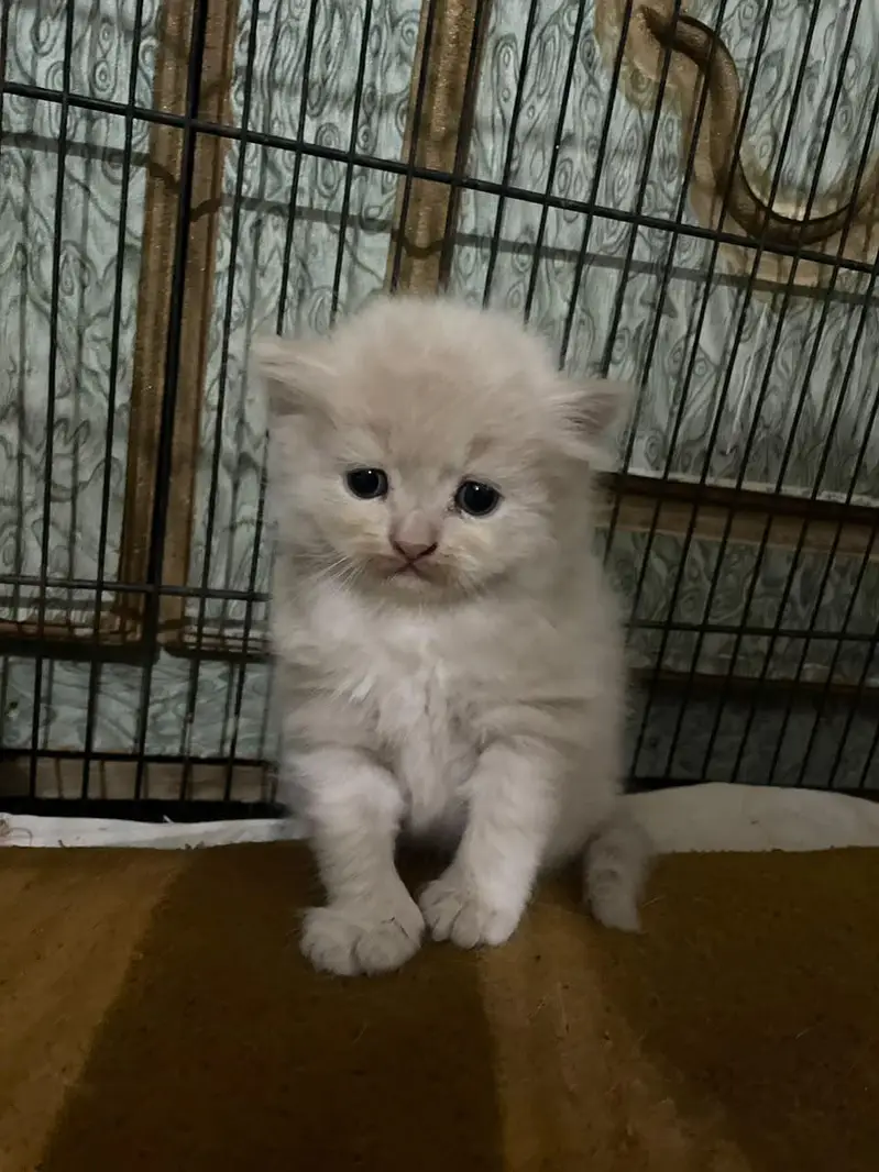 Persian kittens for sale — photo 10