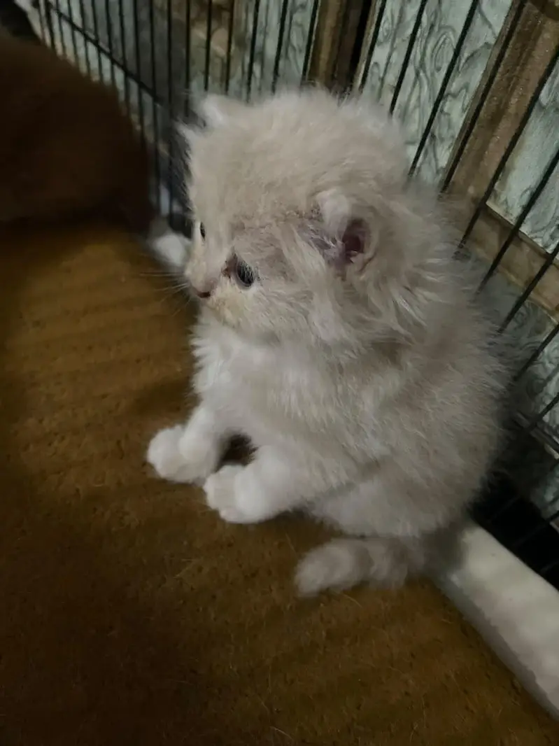 Persian kittens for sale — photo 11