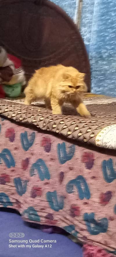 Special bread with 2 eye colors female cats