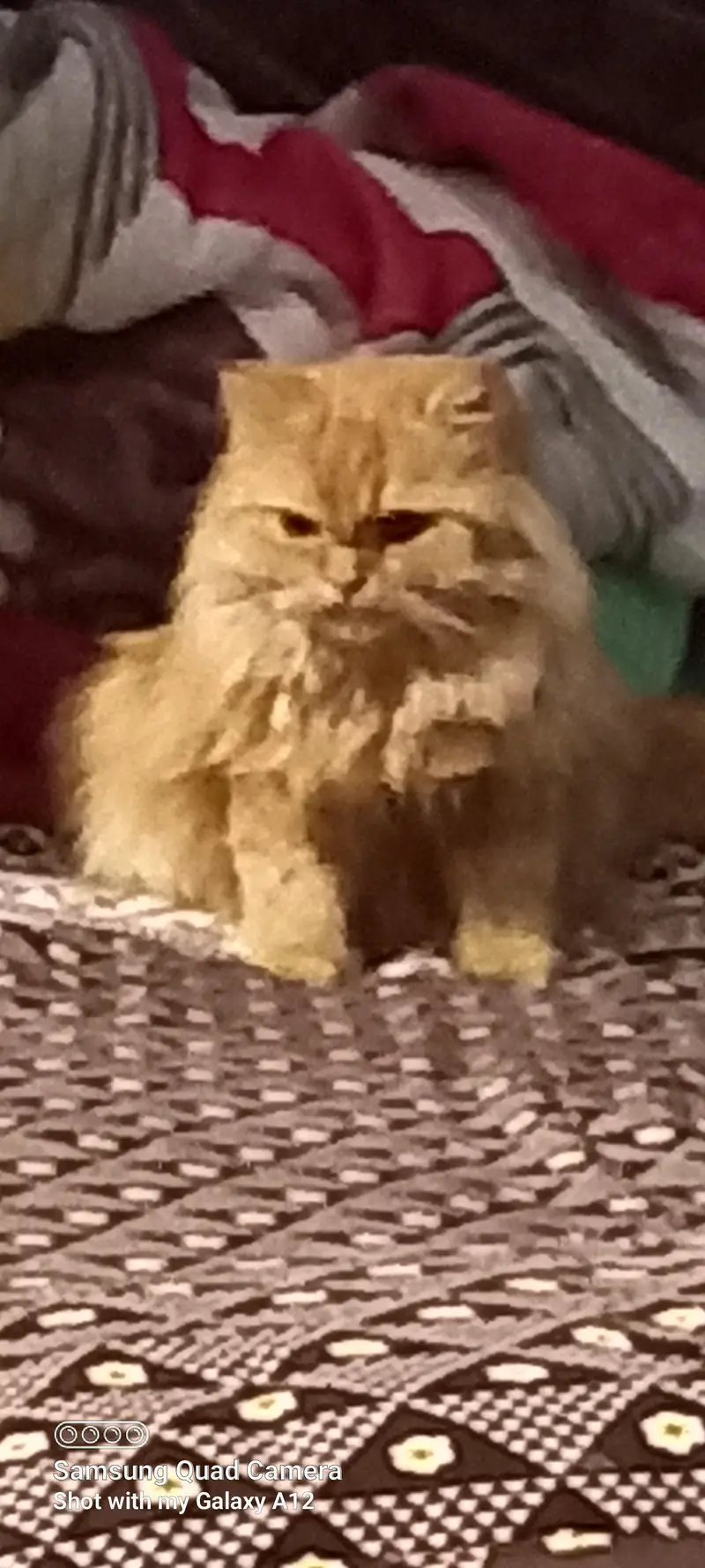 Special bread with 2 eye colors female cats — photo 2