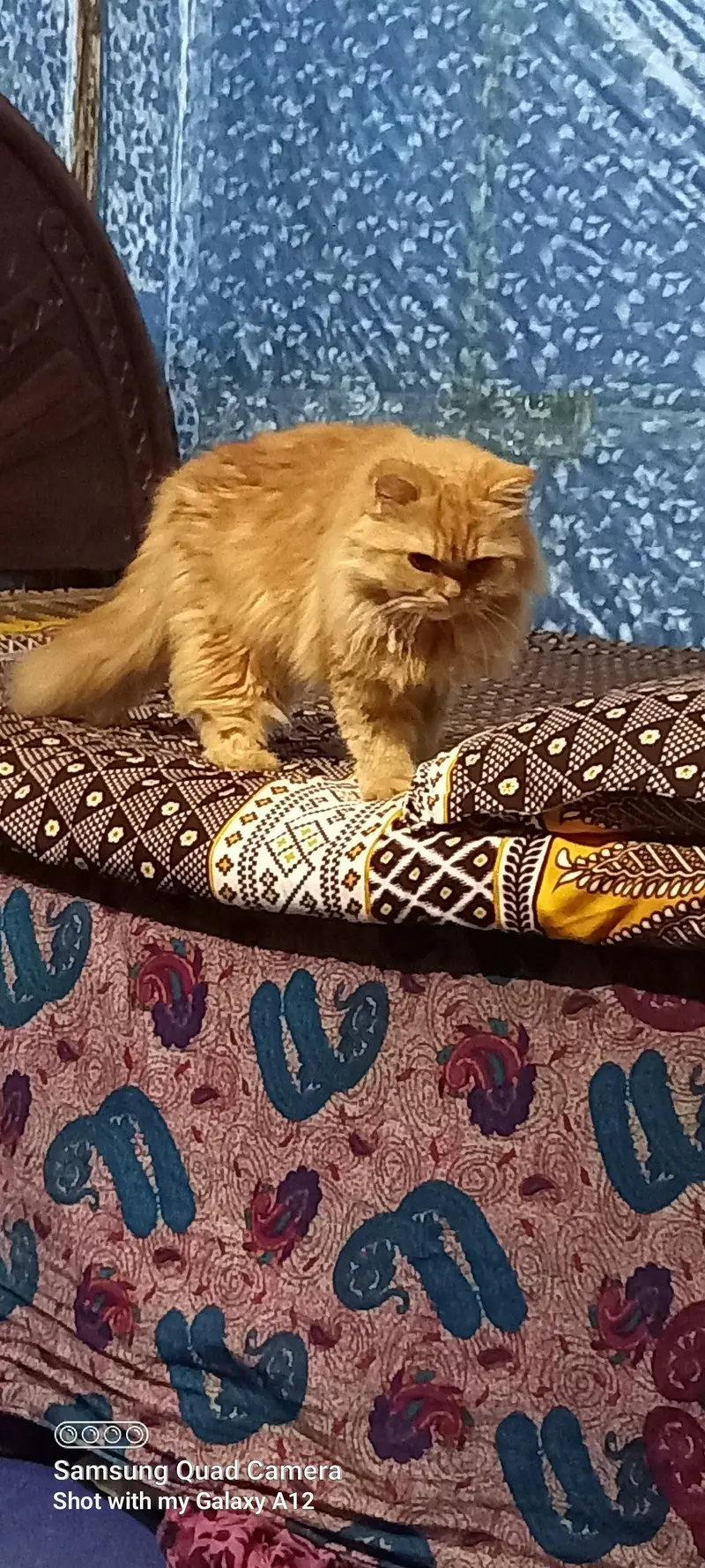 Special bread with 2 eye colors female cats — photo 3