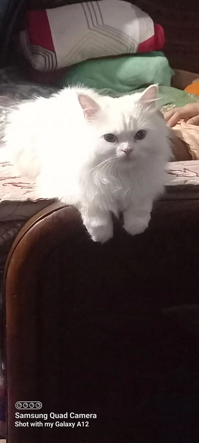 Special bread with 2 eye colors female cats — photo 5