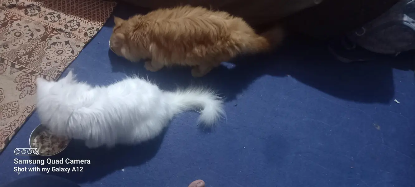 Special bread with 2 eye colors female cats — photo 6
