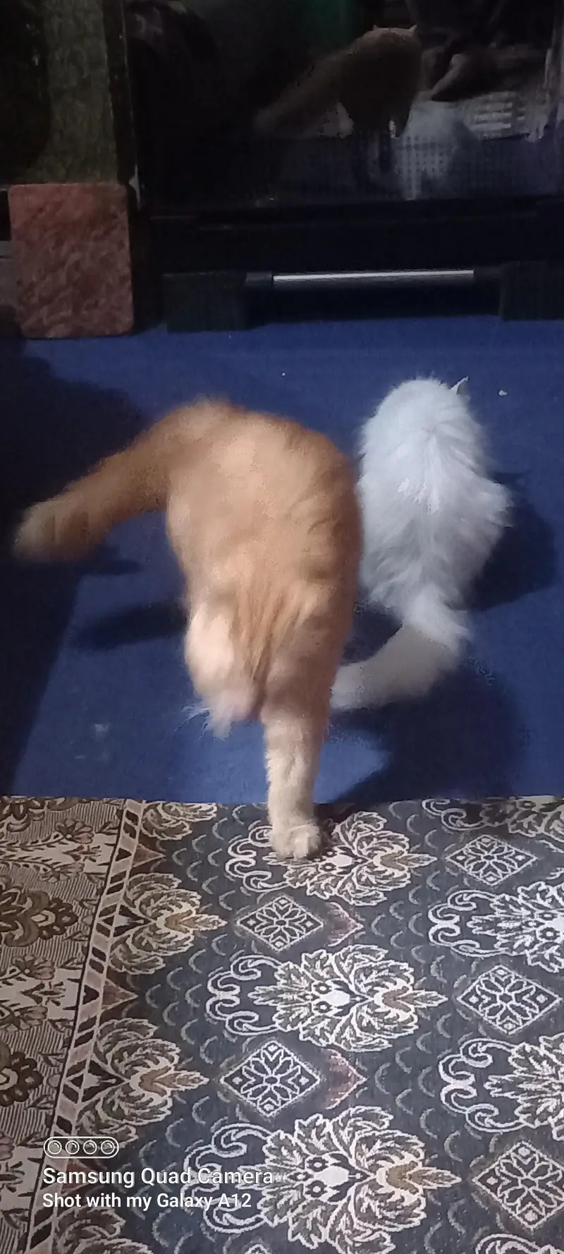Special bread with 2 eye colors female cats — photo 7