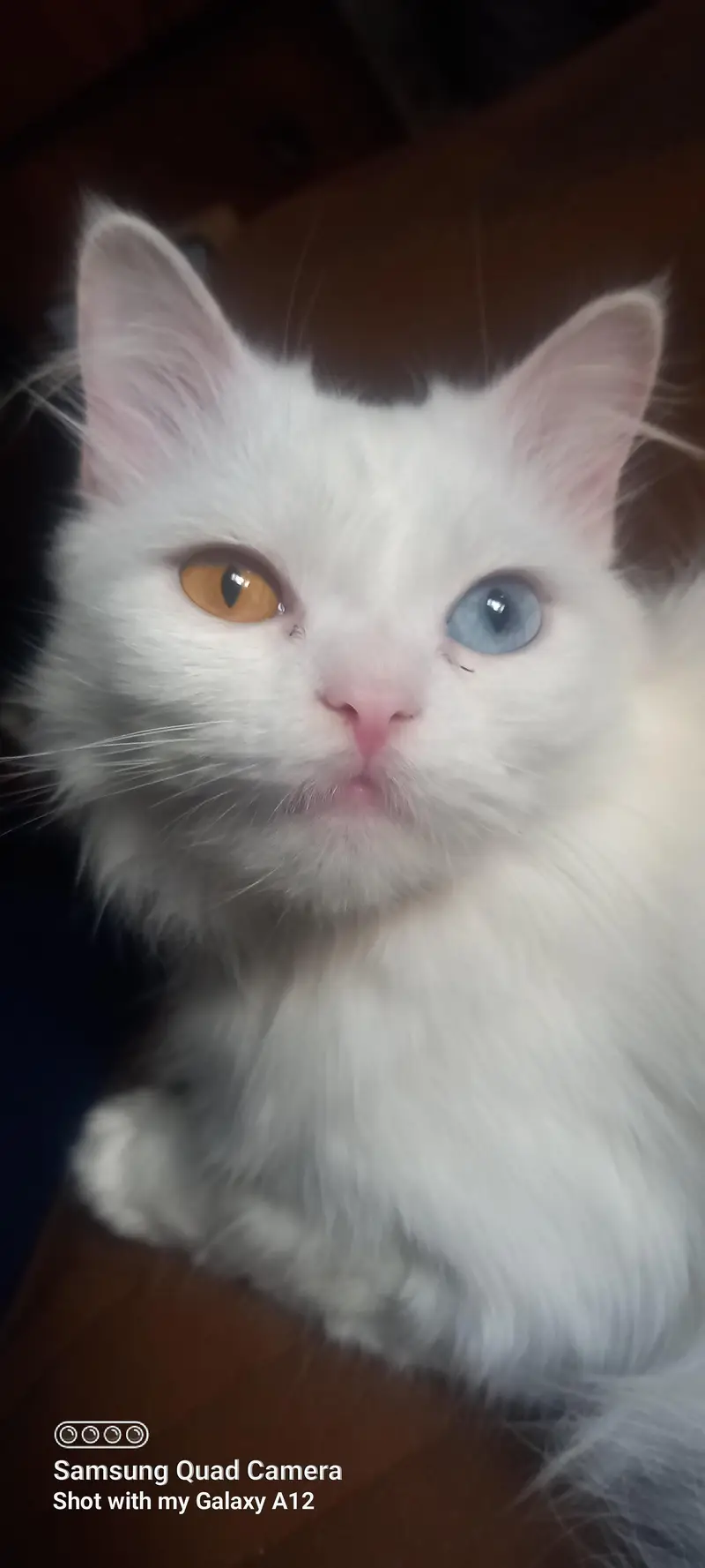 Special bread with 2 eye colors female cats — photo 8