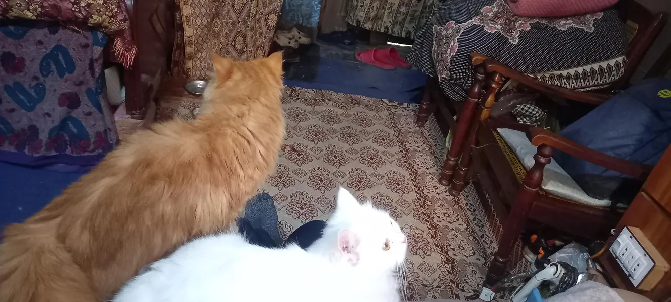 Special bread with 2 eye colors female cats — photo 9