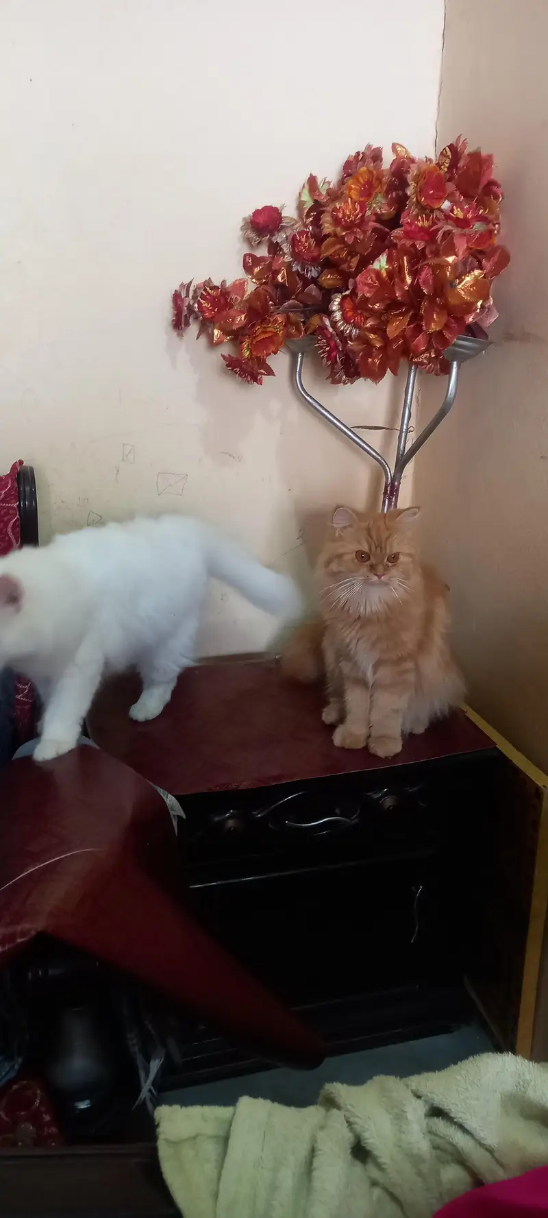 Special bread with 2 eye colors female cats — photo 10