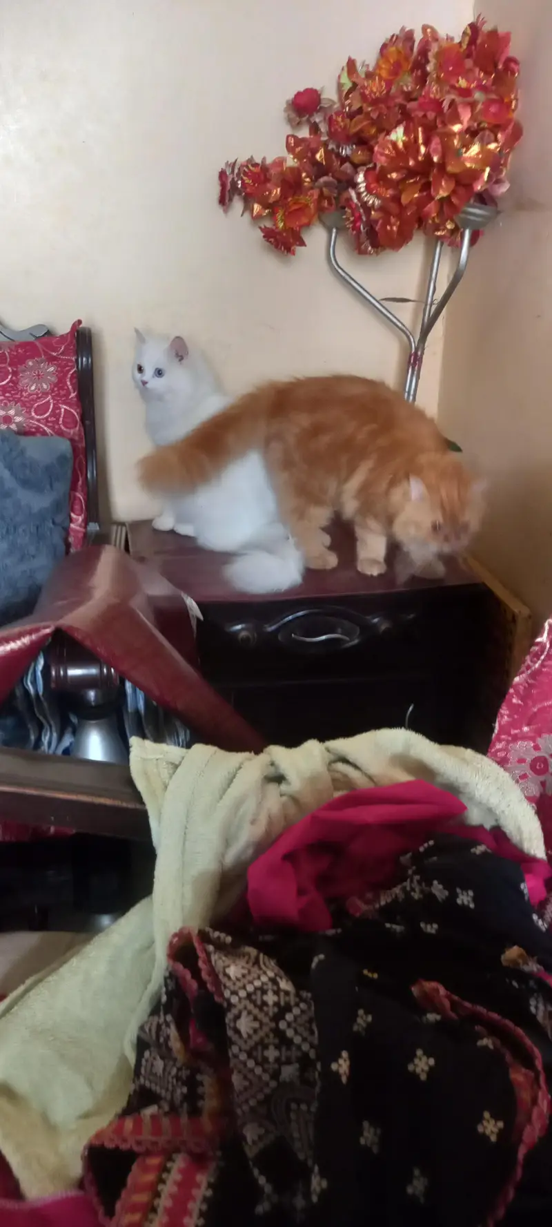 Special bread with 2 eye colors female cats — photo 11