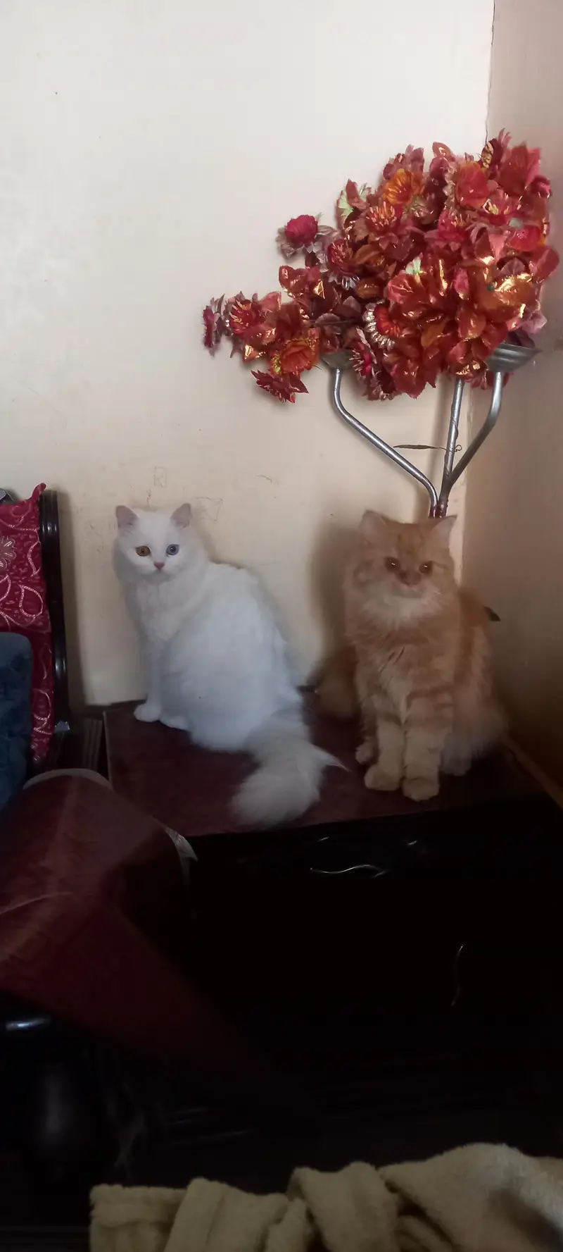 Special bread with 2 eye colors female cats — photo 12