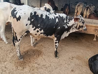 kheery Bachri bachry for sale