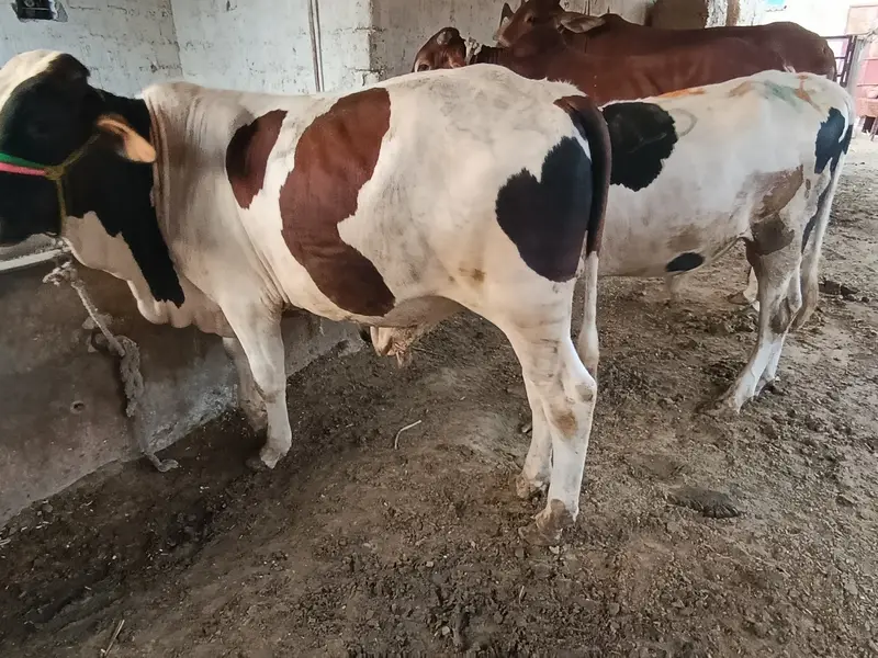 kheery Bachri bachry for sale — photo 2