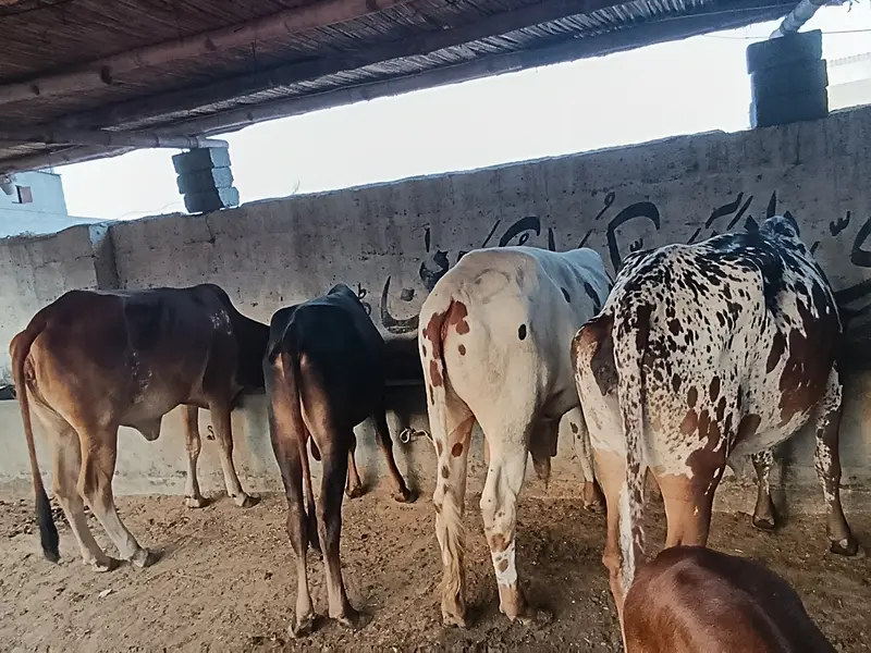 kheery Bachri bachry for sale — photo 3