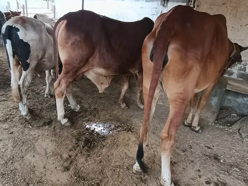 kheery Bachri bachry for sale — photo 4
