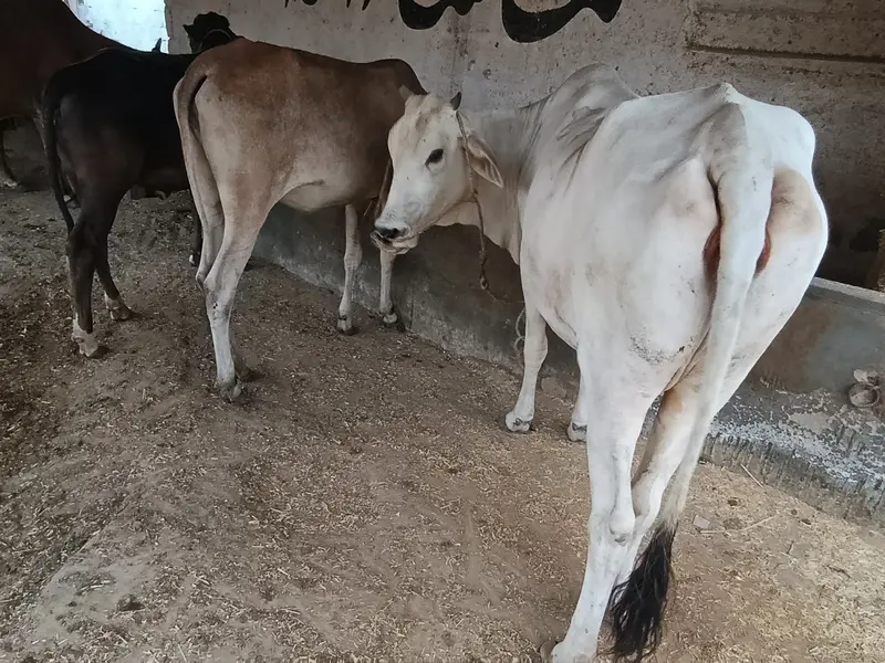kheery Bachri bachry for sale — photo 5
