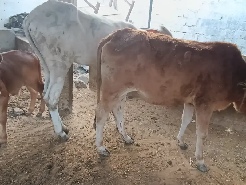 kheery Bachri bachry for sale — photo 6
