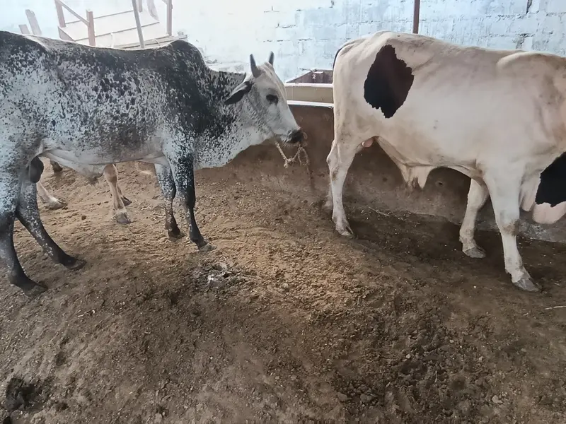 kheery Bachri bachry for sale — photo 7