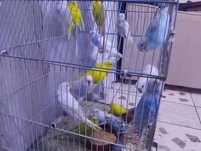 Beautiful Australian parrots pair