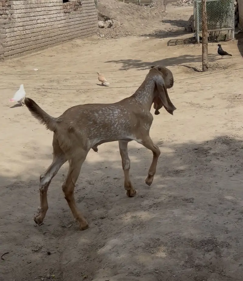 Pure makhi chena bacha — photo 2