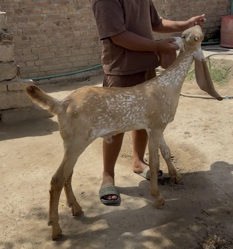 Pure makhi chena bacha — photo 3