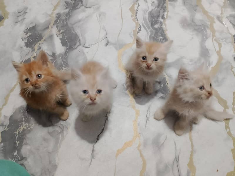 Persian kittens 0