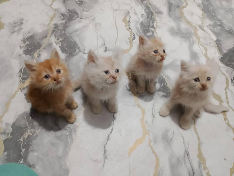 Persian kittens 1